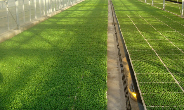 Al Adekhar Agriculture